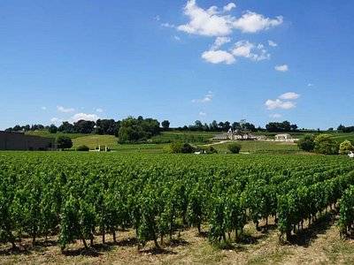 Propriété viticole de 26 HA à Saint Sulpice de Faleyrens.